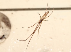 Tetragnatha praedonia