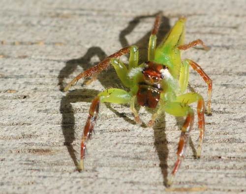 Green Jumping Spider photo 3
