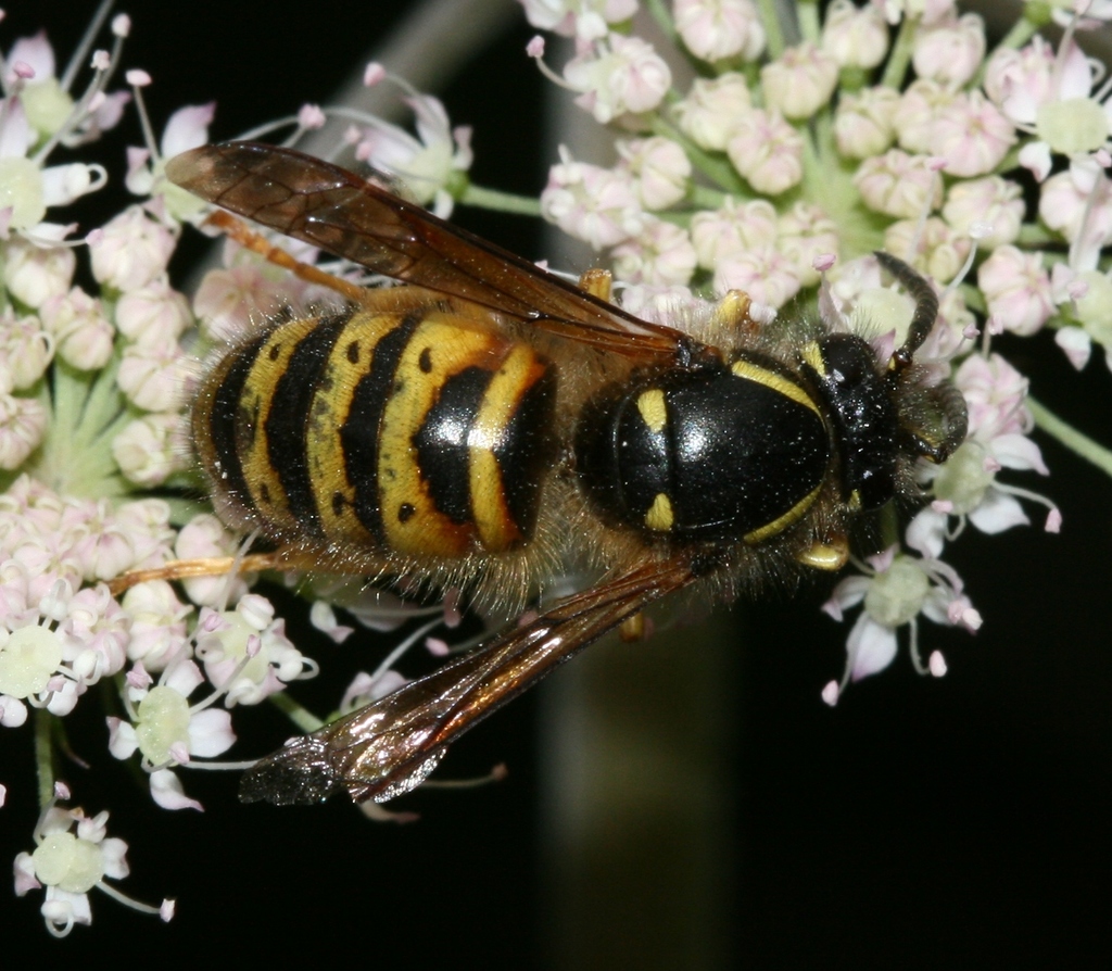 Norwegian Wasp