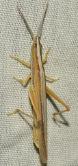 Brachycrotaphus tryxalicerus