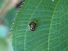 Microctenochira flavonotata