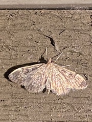 Anania tertialis