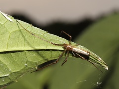 Tetragnatha praedonia