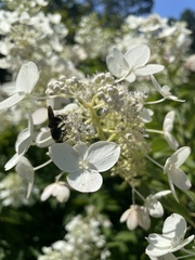 Dielis plumipes