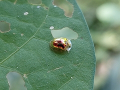 Charidotella zona