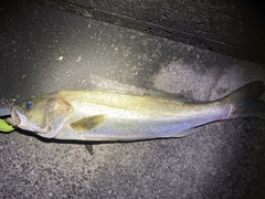 Lateolabrax japonicus