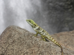 Pseudocalotes tympanistriga