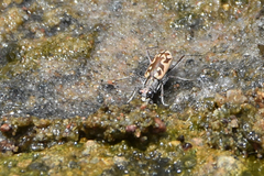 Ellipsoptera macra