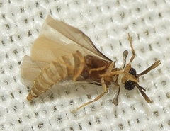 Pseudoxenos heydeni