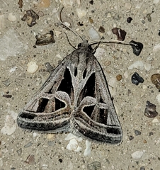 Callistege intercalaris