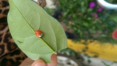 Harmonia axyridis