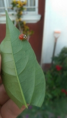 Harmonia axyridis