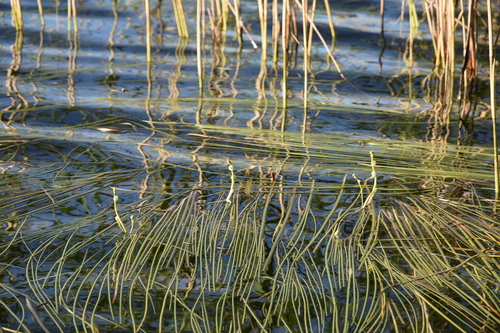 Sparganium gramineum (Sparganium gramineum)