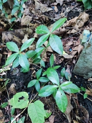 Vinca minor