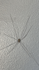 Dicranopalpus ramosus