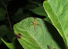 Dolomedes sulfureus