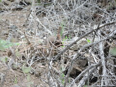 Pteroptochos megapodius