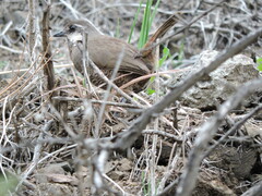 Pteroptochos megapodius