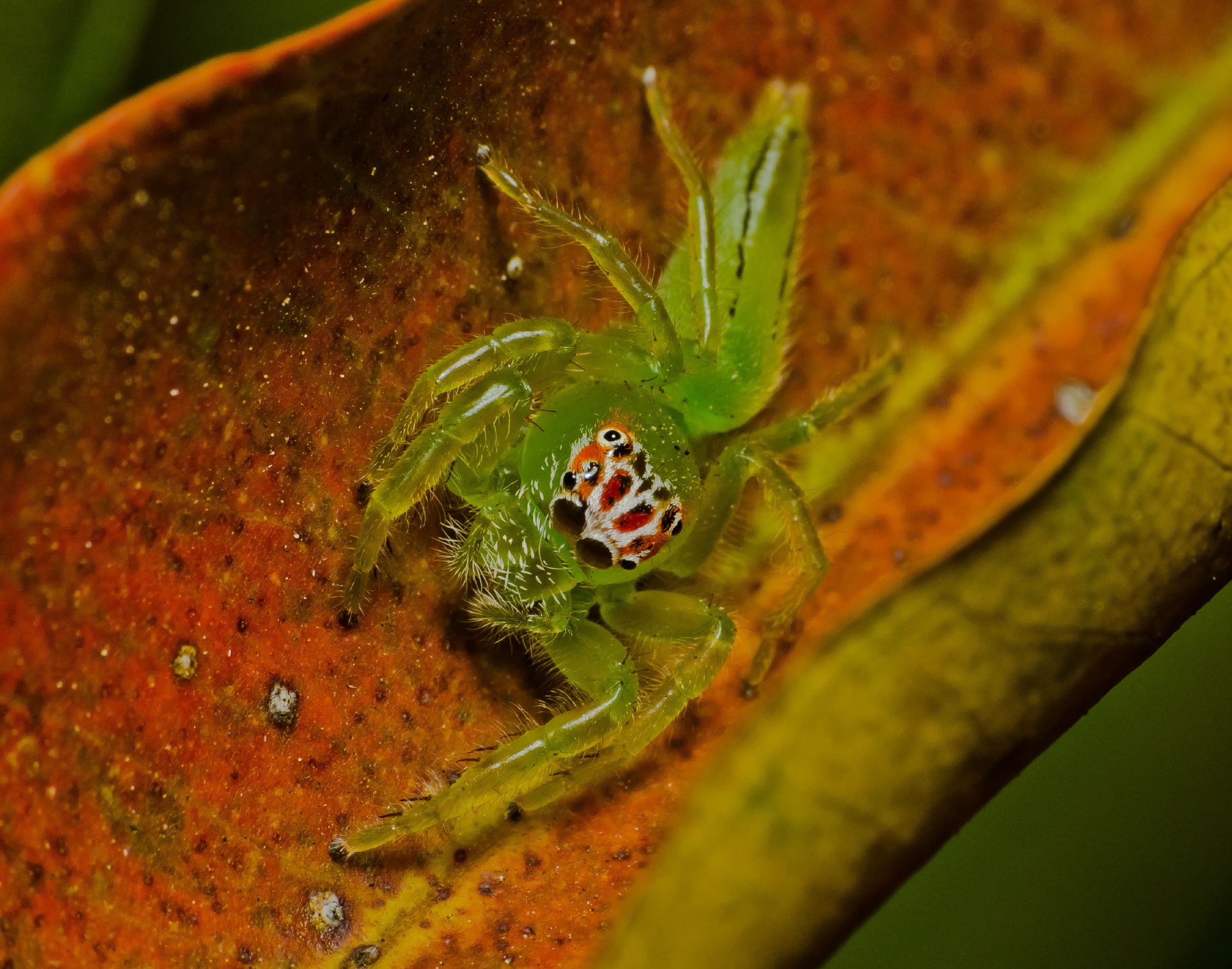 Green Jumping Spider: The Mopsus Mormon Care Guide!