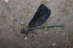 Atrocalopteryx atrata