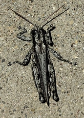 Melanoplus splendidus