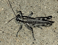 Melanoplus splendidus
