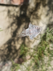 Rhynocoris iracundus