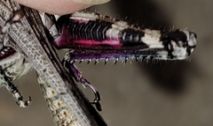 Melanoplus splendidus