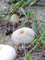 Parasola plicatilis image