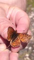 Boloria pales