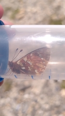 Boloria pales