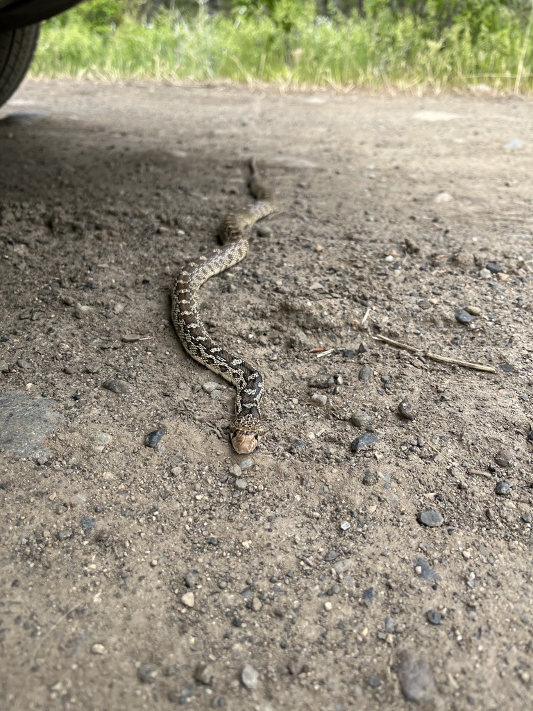 Gopher Snake from Winthrop, WA, US on July 13, 2022 at 09:36 AM by ...