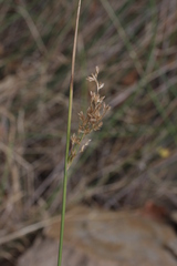 Juncus textilis
