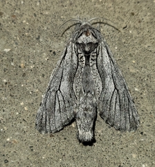 Inguromorpha itzalana