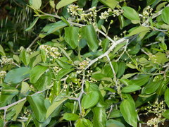 Ceanothus incanus