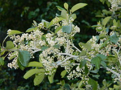 Ceanothus incanus