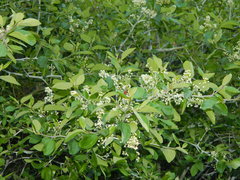 Ceanothus incanus