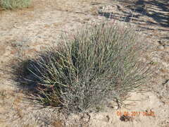 Euphorbia ceroderma