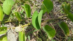 Ipomoea pes-caprae