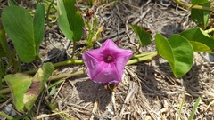 Ipomoea pes-caprae