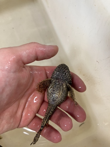 Torrent sculpin (Cottus rhotheus) — Cottidae — 2