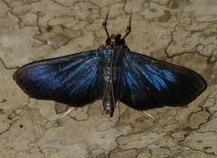 Phostria metalobalis