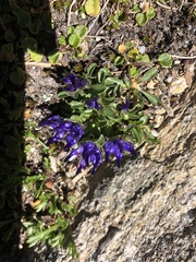 Phyteuma globulariifolium