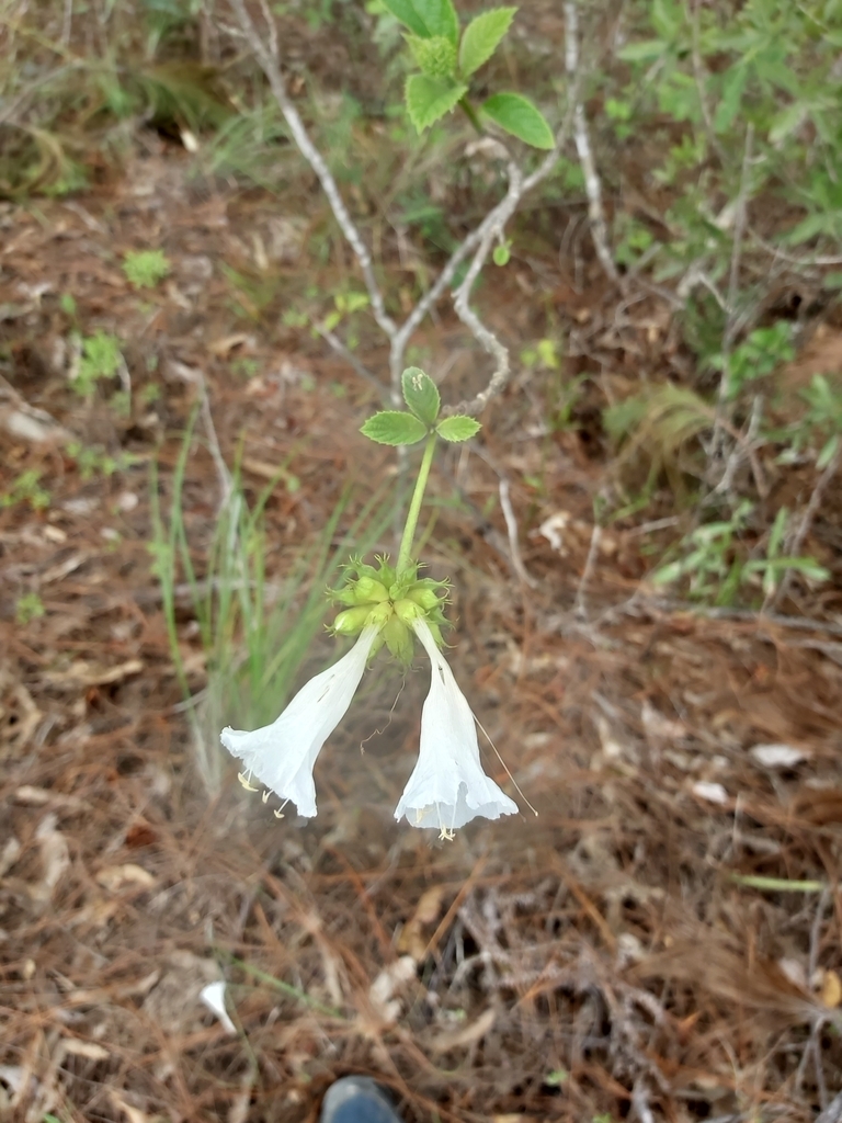 Varronia lauta