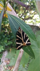 Euplagia quadripunctaria