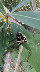 Euplagia quadripunctaria