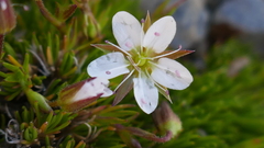 Minuartia recurva
