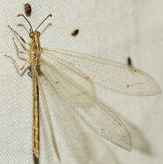 Neuroleon arenarius