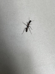 Camponotus mirabilis