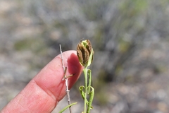 Yeatesia platystegia
